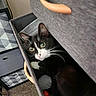 Pepper is registered to the contest to win money with this photo: black_and_white, box, carpet, cat, closeup, cozy, curious, drawer, eyes, fabric, furniture, handle, hiding, indoor, pattern, peek, pet, room, storage, whiskers