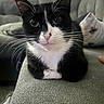 Pepper joined the competition — help win amazing prizes! animal, black_and_white, cat, closeup, couch, curious, cute, domestic_cat, ears, face, feline, gray, indoor, living_room, nose, pet, pillow, resting, tuxedo_cat, whiskers