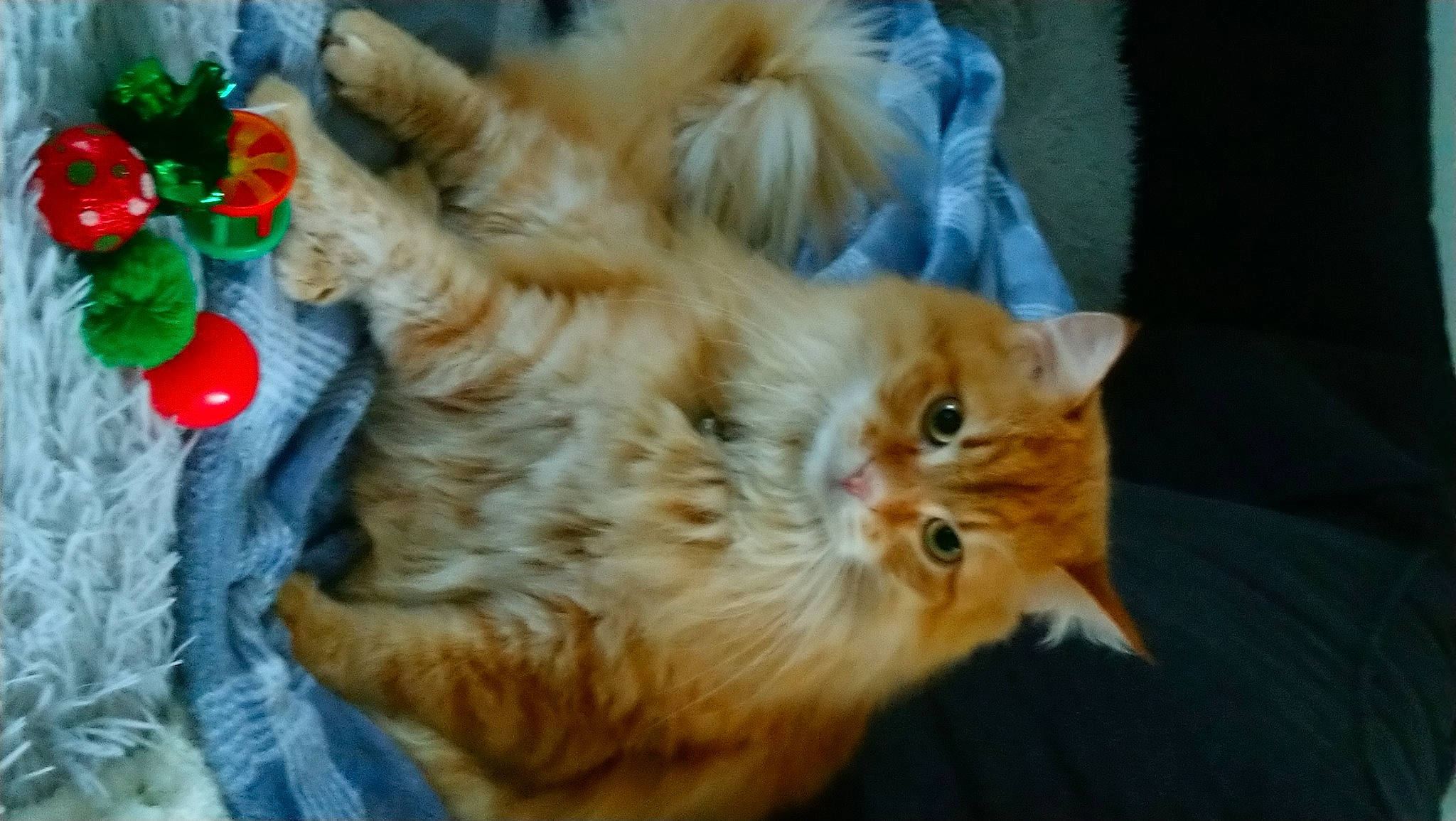 Simba a rejoint le concours — aidez-le/la à gagner de superbes lots ! canidae, carnivore, cat, claw, companion_dog, dog_breed, domestic_short_haired_cat, event, fawn, felidae, fur, ornament, paw, small_to_medium_sized_cats, snout, sporting_group, tail, terrestrial_animal, whiskers, wood