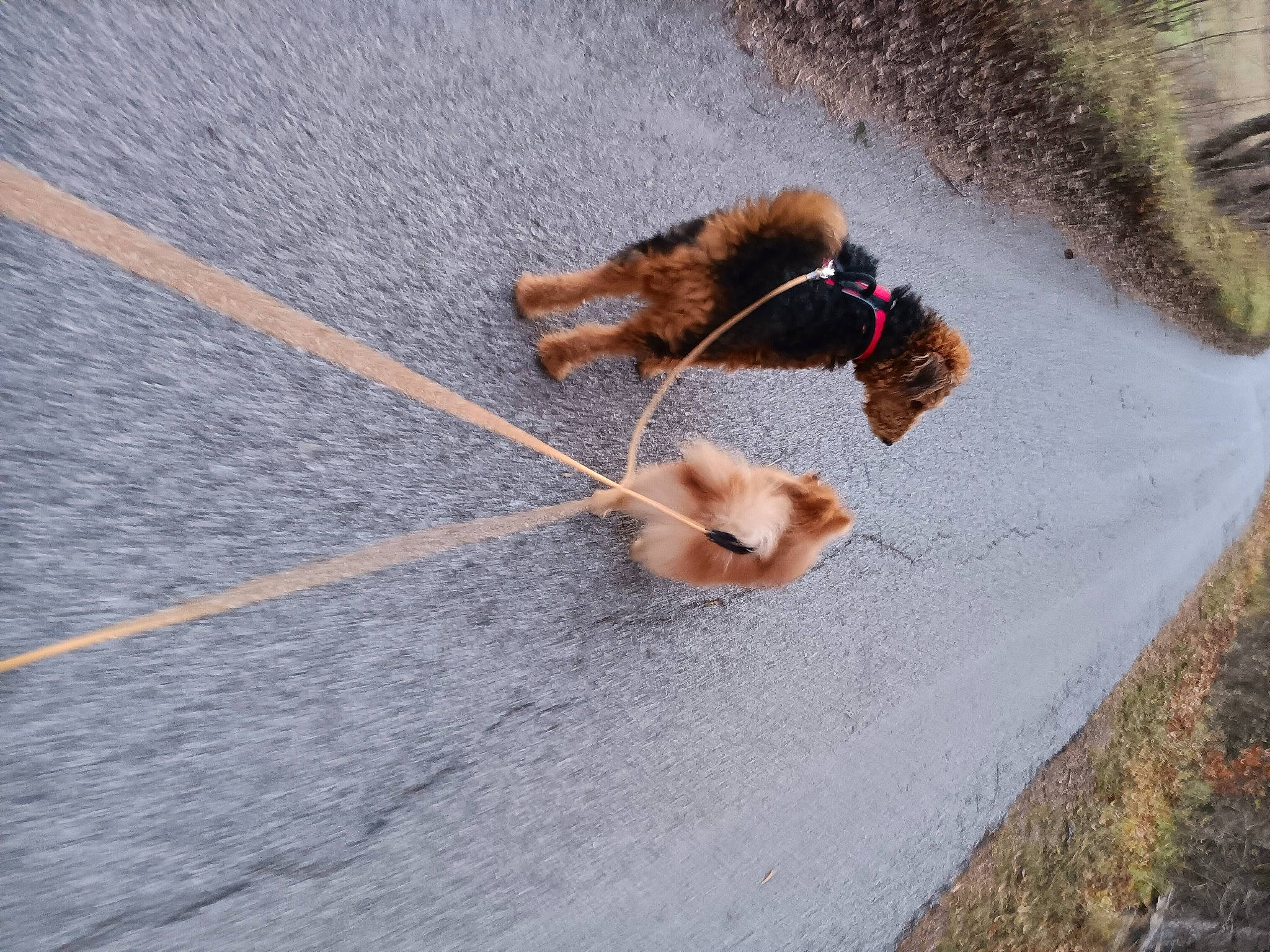 Umea participe au concours pour gagner de l'argent avec cette photo : asphalt, carnivore, companion_dog, dog, dog_breed, fawn, felidae, grass, leash, plant, recreation, road, road_surface, rope, sidewalk, small_to_medium_sized_cats, snout, tail, tree, wood