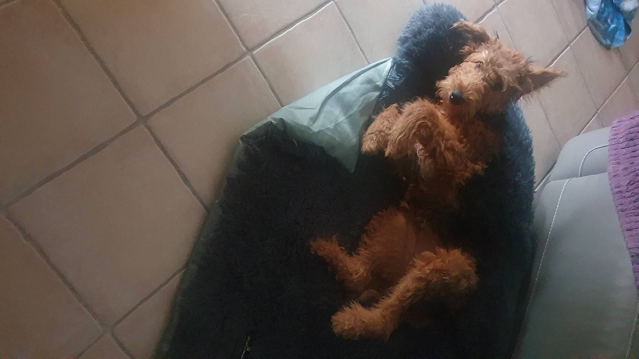 Umea participe au concours pour gagner de l'argent avec cette photo : beard, canidae, carnivore, comfort, companion_dog, dog, dog_breed, fawn, flooring, fur, human_leg, selfie, shadow, sitting, small_terrier, snout, tail, terrier, toy, toy_dog