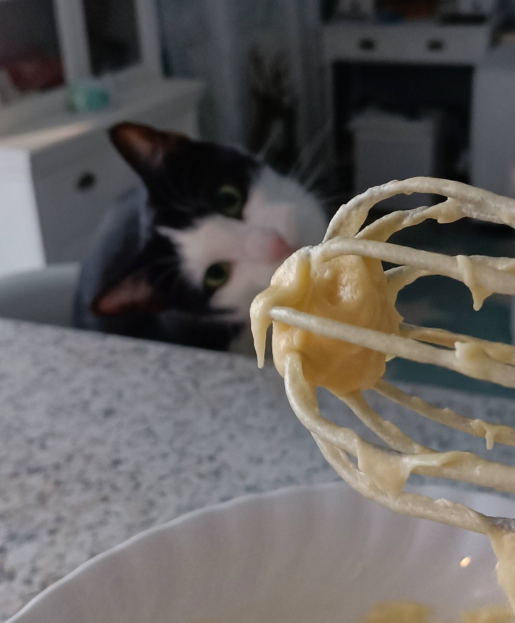 Réglisse participe au concours pour gagner de l'argent avec cette photo : carnivore, cat, cat_supply, comfort_food, cream, cuisine, dairy, dessert, dish, domestic_short_haired_cat, felidae, food, frozen_dessert, gelato, ice_cream, ingredient, recipe, small_to_medium_sized_cats, soy_ice_cream, whiskers