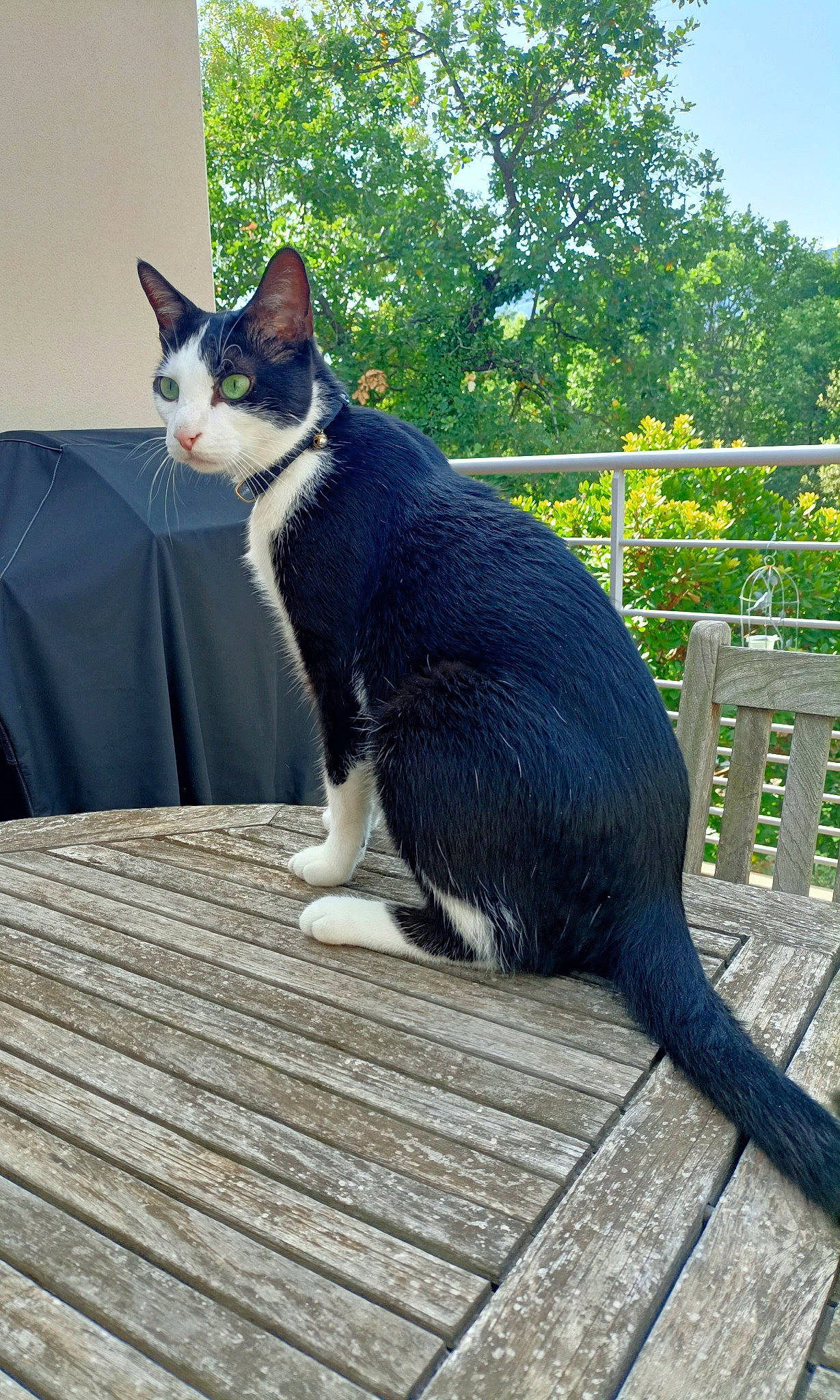 Réglisse a rejoint le concours — aidez-le/la à gagner de superbes lots ! beak, black_cat, carnivore, cat, comfort, domestic_short_haired_cat, eye, felidae, formal_wear, fur, grass, plant, sitting, small_to_medium_sized_cats, snout, tail, terrestrial_animal, tree, whiskers, wood