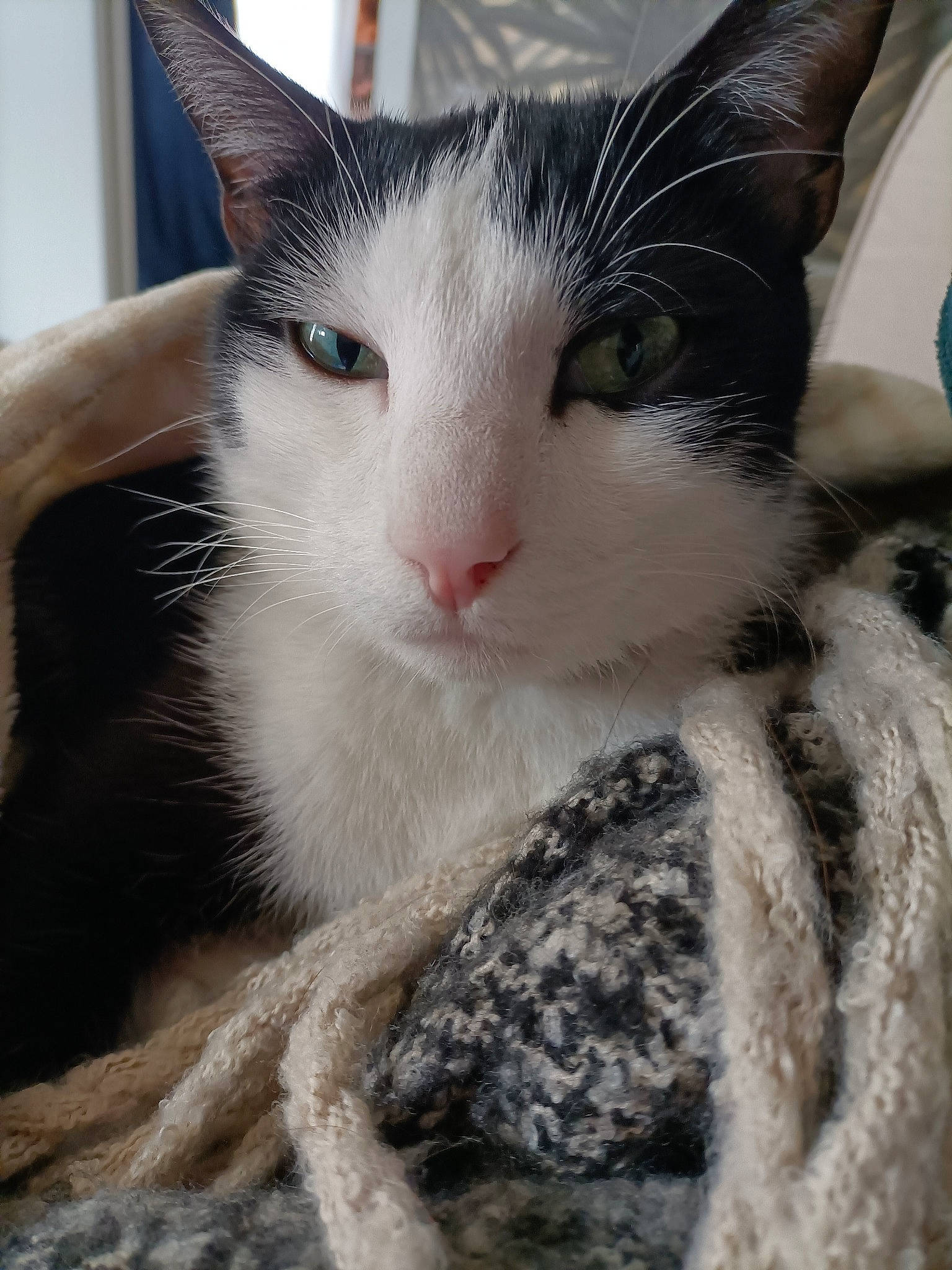 Réglisse participe au concours pour gagner de l'argent avec cette photo : carnivore, cat, claw, comfort, domestic_short_haired_cat, eye, eyelash, felidae, fur, head, paw, small_to_medium_sized_cats, snout, tail, terrestrial_animal, tree, whiskers