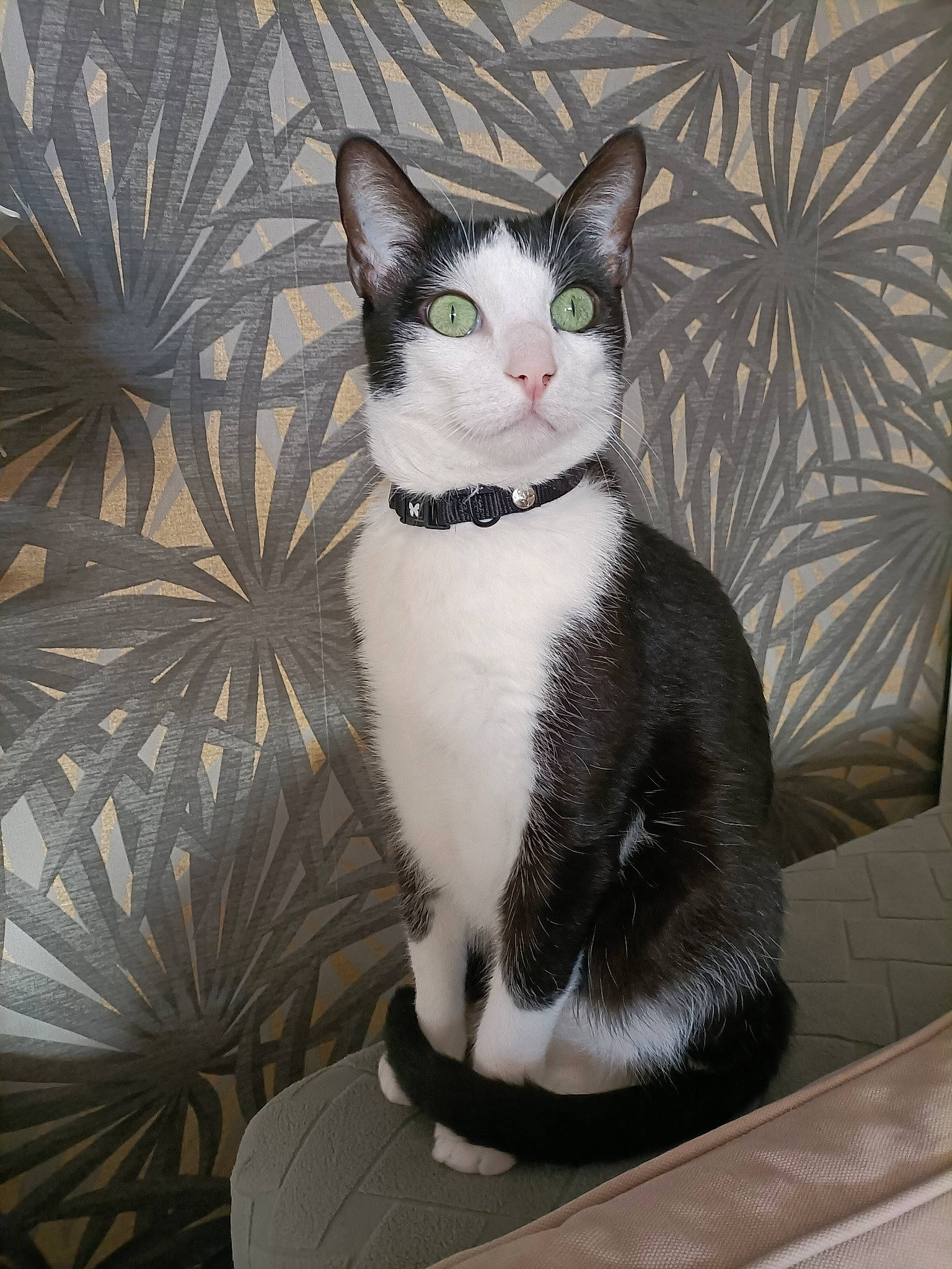 Réglisse a rejoint le concours — aidez-le/la à gagner de superbes lots ! carnivore, cat, comfort, domestic_short_haired_cat, eye, felidae, formal_wear, fur, paw, plant, sitting, small_to_medium_sized_cats, snout, tail, whiskers