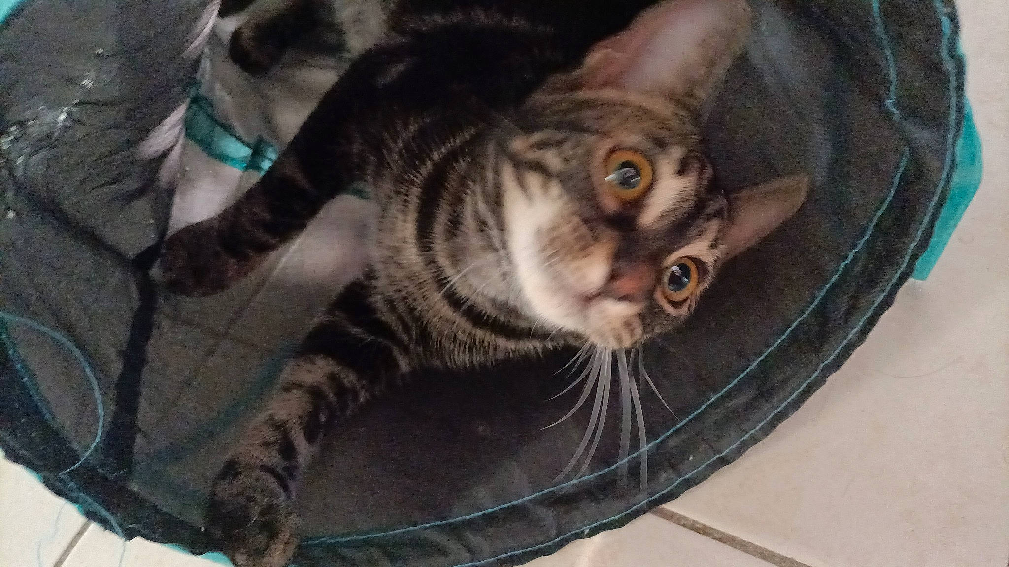 Indi participe au concours pour gagner de l'argent avec cette photo : carnivore, cat, comfort, domestic_short_haired_cat, felidae, fur, paw, small_to_medium_sized_cats, snout, tail, terrestrial_animal, whiskers