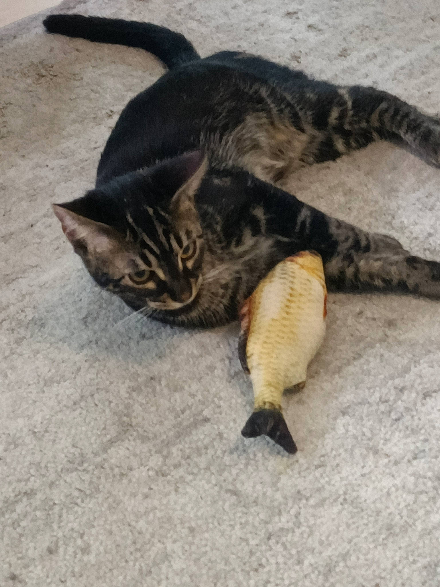 Indi participe au concours pour gagner de l'argent avec cette photo : carnivore, cat, claw, domestic_short_haired_cat, fawn, felidae, fur, paw, small_to_medium_sized_cats, tail, terrestrial_animal, whiskers