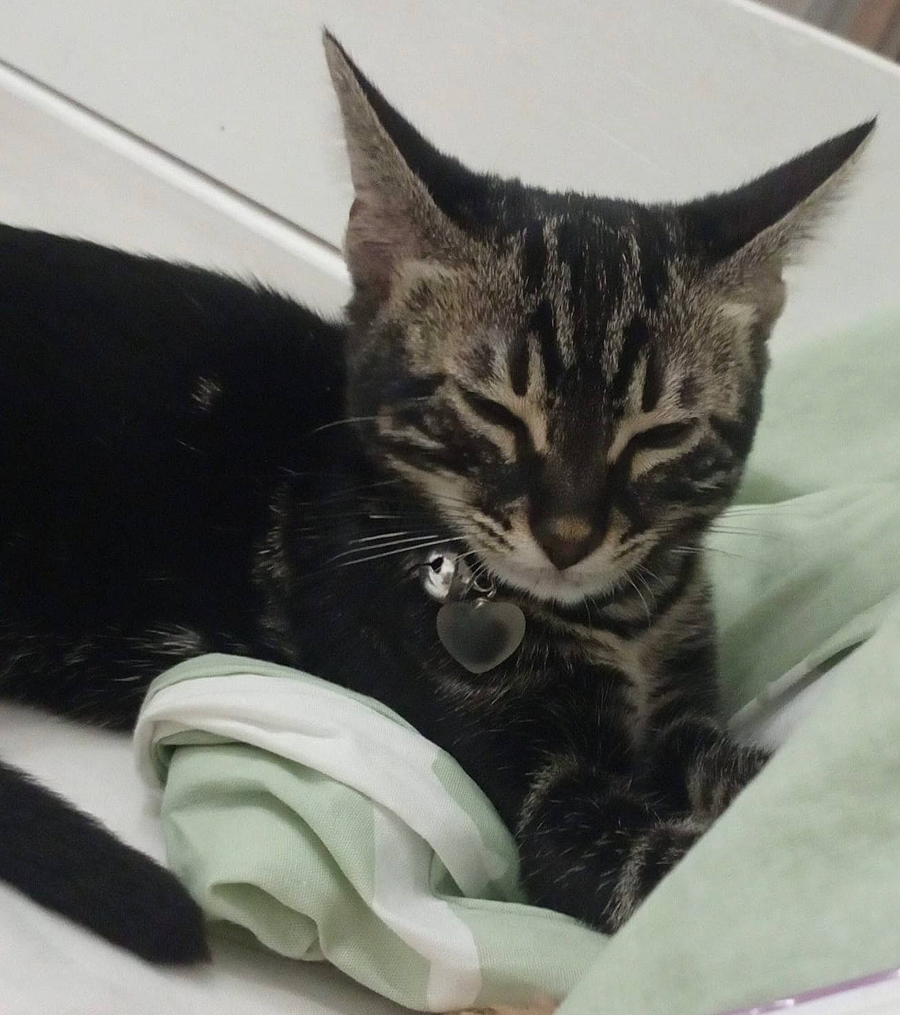 Indi a rejoint le concours — aidez-le/la à gagner de superbes lots ! carnivore, cat, claw, comfort, domestic_short_haired_cat, felidae, fur, nap, paw, sitting, small_to_medium_sized_cats, snout, whiskers