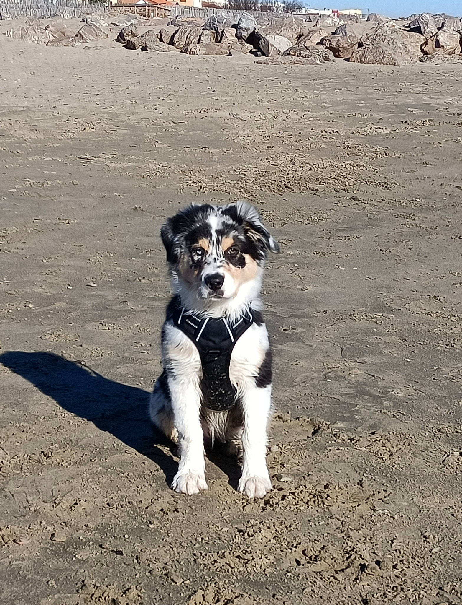 United a rejoint le concours — aidez-le/la à gagner de superbes lots ! asphalt, canidae, carnivore, companion_dog, dog, dog_breed, fur, herding_dog, hunting_dog, landscape, leash, non_sporting_group, sand, sky, soil, sporting_group, tail, terrier, working_animal, working_dog