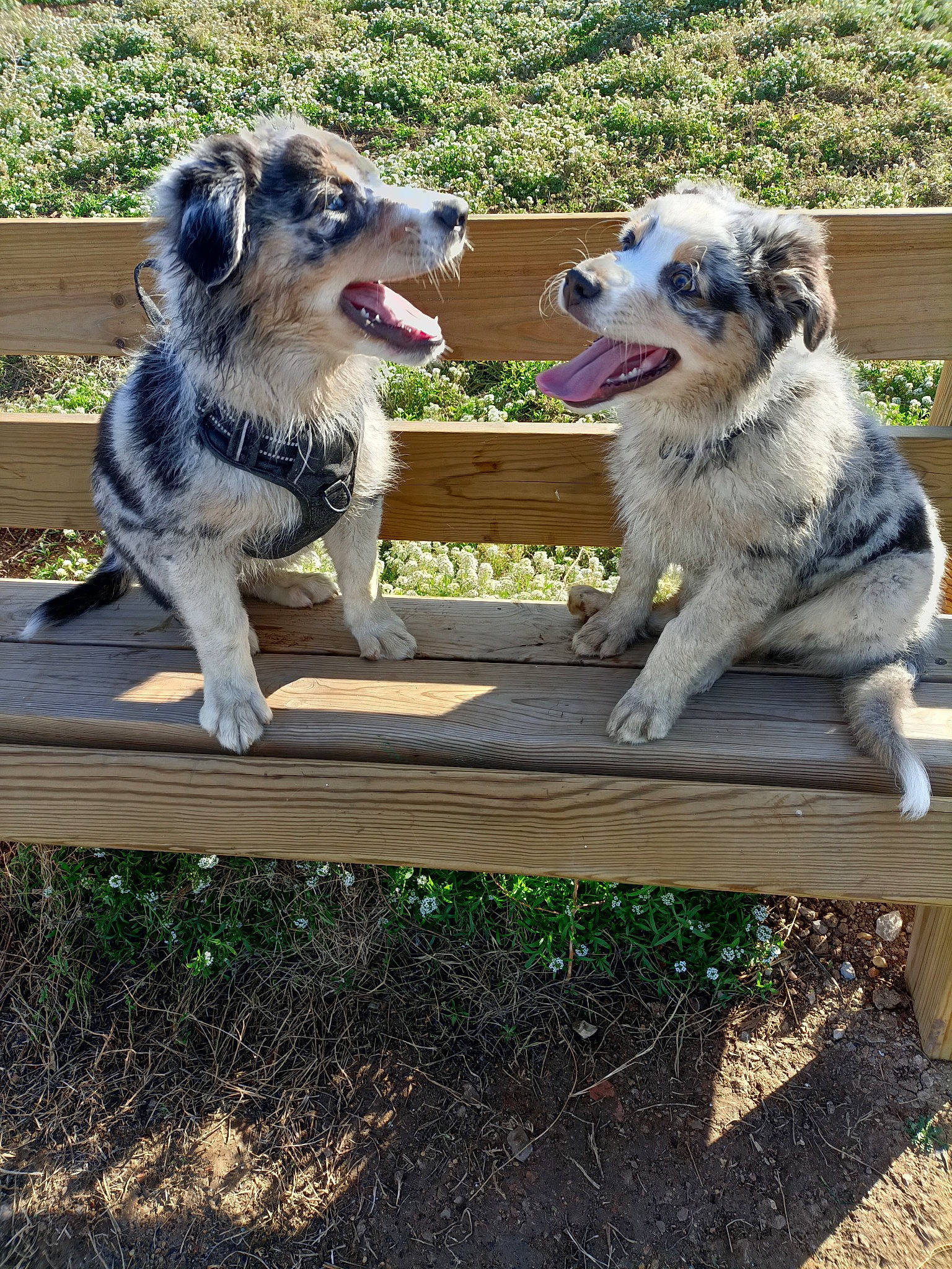 United a rejoint le concours — aidez-le/la à gagner de superbes lots ! australian_stumpy_tail_cattle_dog, canidae, carnivore, companion_dog, dog, dog_breed, fang, fawn, garden, grass, outdoor_furniture, paw, plant, soil, sporting_group, tail, terrestrial_animal, working_animal, working_dog
