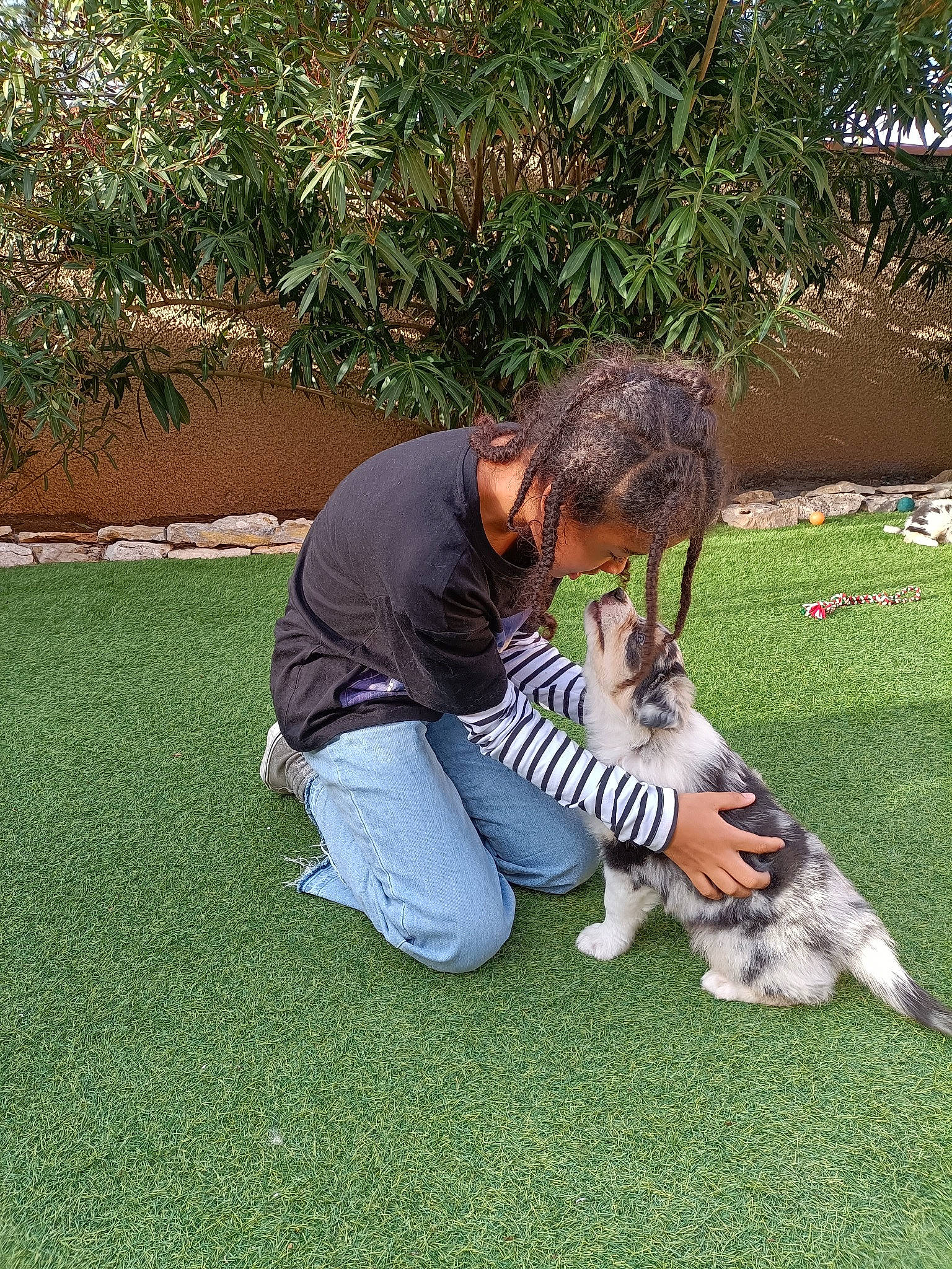 United participe au concours pour gagner de l'argent avec cette photo : canidae, carnivore, companion_dog, dog, dog_breed, fawn, garden, grass, grass_family, groundcover, lawn, leash, leisure, people_in_nature, plant, recreation, shrub, sitting, sporting_group, tail