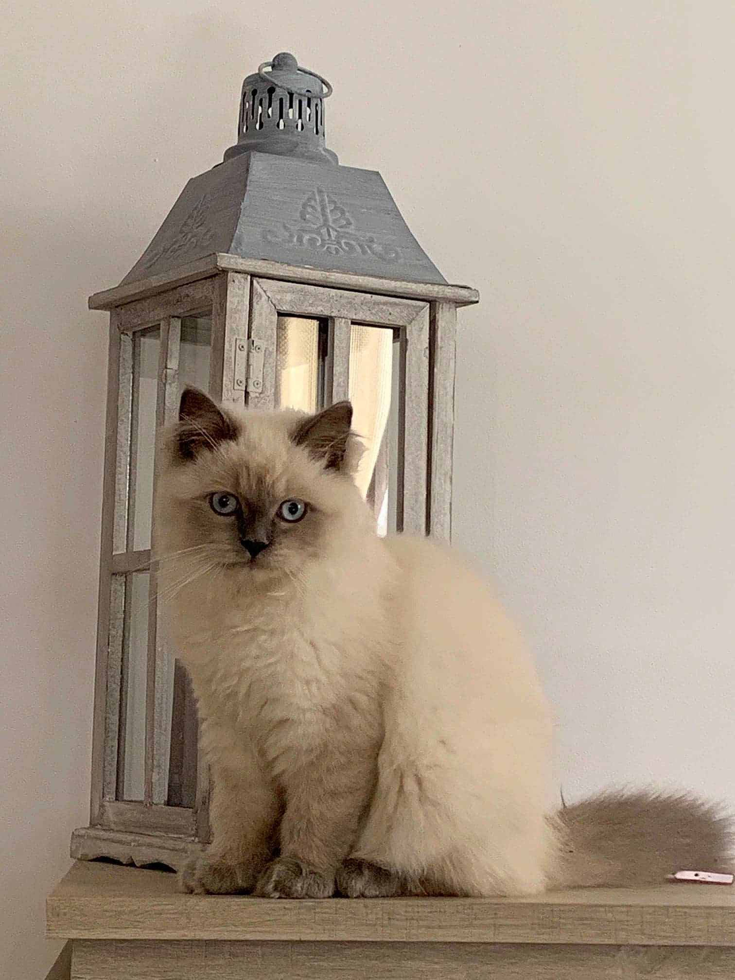 Pomme participe au concours pour gagner de l'argent avec cette photo : asian, asian_semi_longhair, balinese, birman, british_longhair, british_semi_longhair, carnivore, cat, eye, fawn, felidae, himalayan, mammal, ragdoll, siamese, siberian, small_to_medium_sized_cats, thai, vertebrate, whiskers