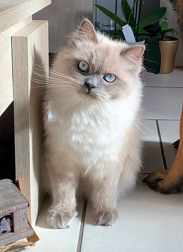 Pomme participe au concours pour gagner de l'argent avec cette photo : asian, asian_semi_longhair, birman, british_longhair, british_semi_longhair, carnivore, cat, domestic_long_haired_cat, eye, fawn, felidae, himalayan, kitten, mammal, napoleon_cat, persian, ragdoll, small_to_medium_sized_cats, vertebrate, whiskers