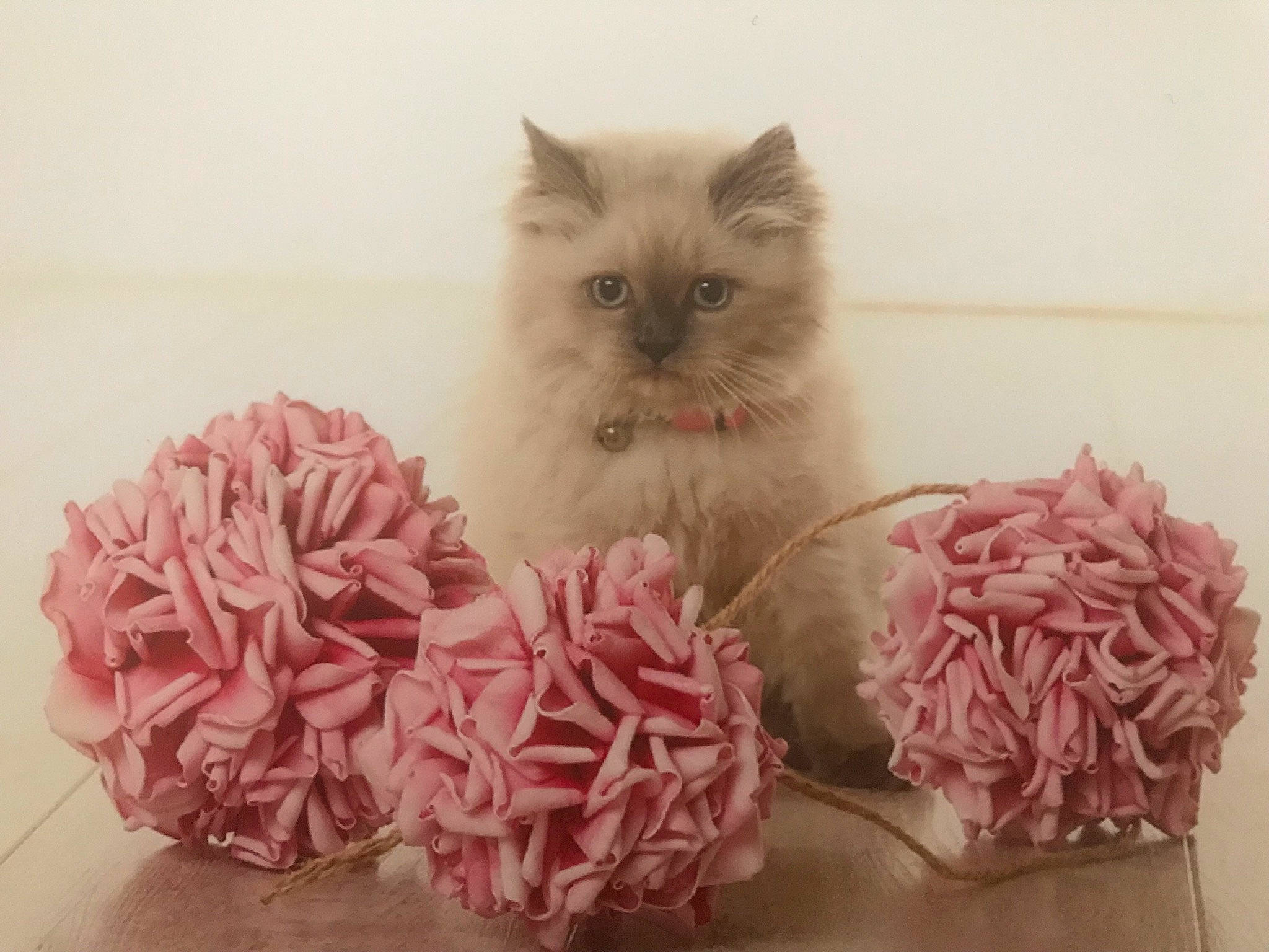 Pomme participe au concours pour gagner de l'argent avec cette photo : british_longhair, british_semi_longhair, carnivore, cat, fawn, felidae, flower, himalayan, kitten, persian, pink, pink_family, plant, pom_pom, ragamuffin, ragdoll, selkirk_rex, small_to_medium_sized_cats, whiskers