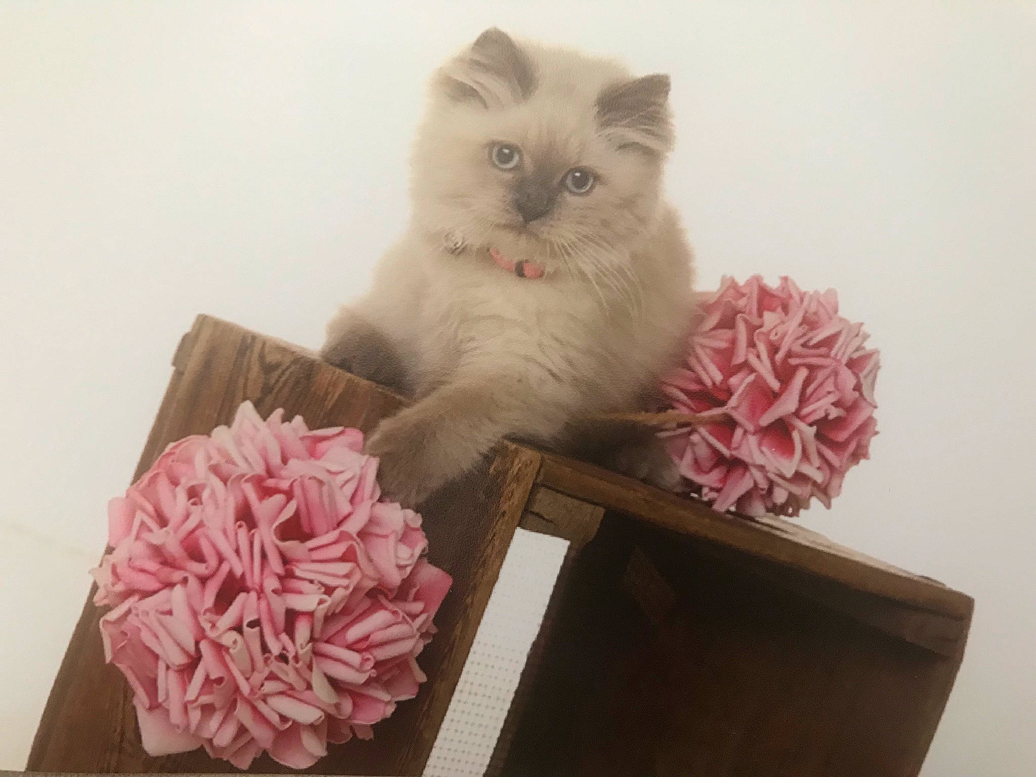 Pomme a rejoint le concours — aidez-le/la à gagner de superbes lots ! artificial_flower, british_longhair, british_semi_longhair, carnivore, cat, felidae, flower, himalayan, kitten, paper, paper_product, persian, pink, pink_family, plant, ragdoll, small_to_medium_sized_cats, tissue_paper, whiskers