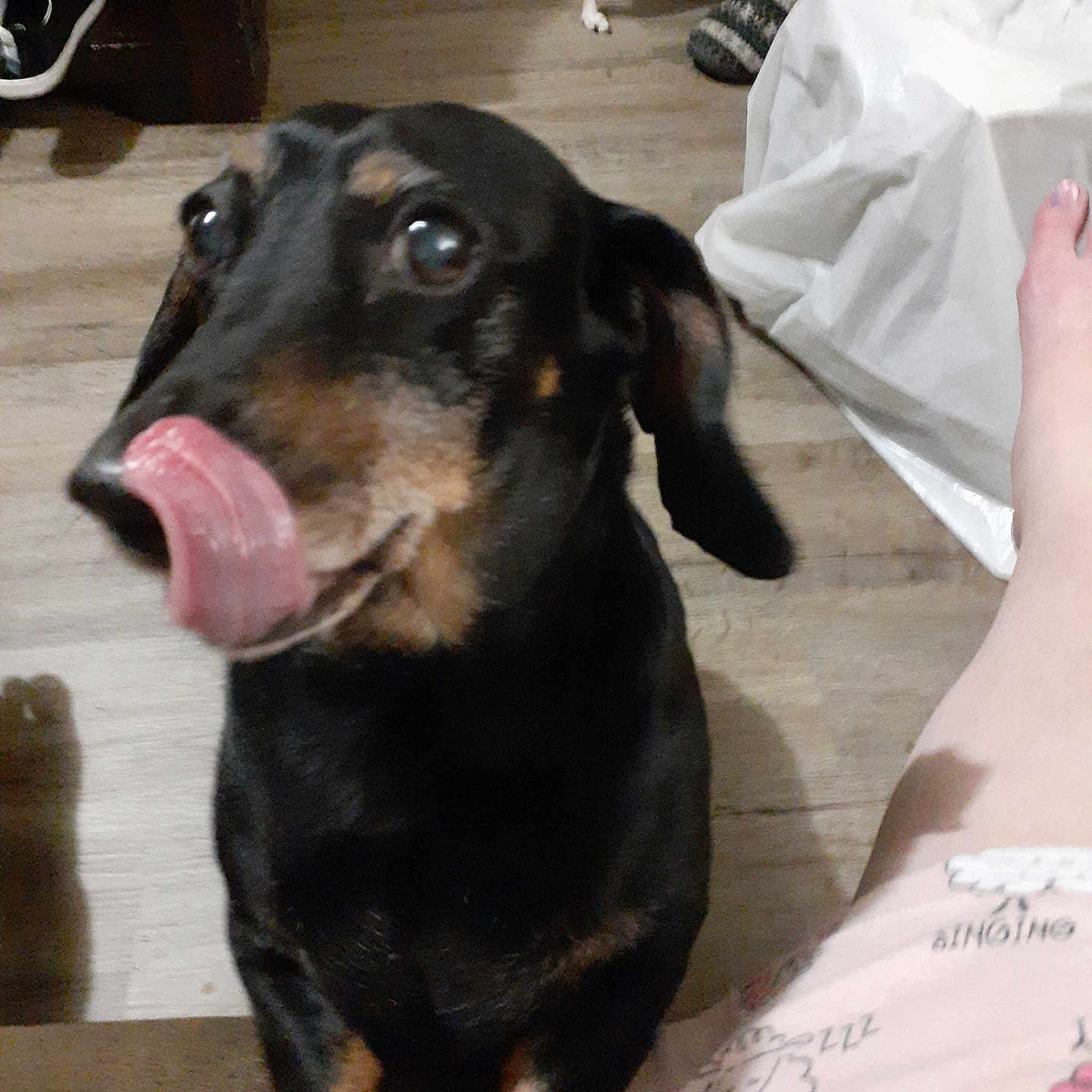 Peewee is registered to the contest to win money with this photo: animal, baby, bodypart, canine, clothing, dog, footwear, hardwood, homedecor, hound, labradorretriever, linen, mouth, person, pet, puppy, sandal, shoe, toe, wood