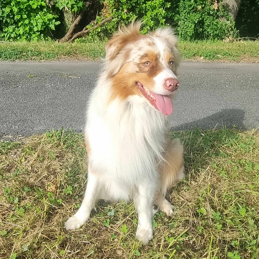 Urban participe au concours pour gagner de l'argent avec cette photo : animal, australian_shepherd, canine, daytime, dog, ears, eyes, fur, grass, greenery, happy, muzzle, nature, outdoor, pet, portrait, road, sitting, sunlight, tongue_out