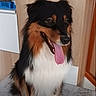 dog, pet, fluffy, long_hair, black_and_tan, white_chest, sitting, panting, tongue, open_mouth, brown_eyes, portrait, indoor, kitchen, home, cabinet, floor, mat, happy, cute