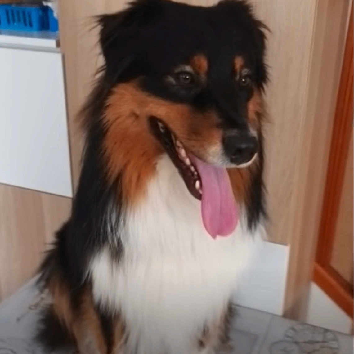 Twist a rejoint le concours — aidez-le/la à gagner de superbes lots ! dog, pet, fluffy, long_hair, black_and_tan, white_chest, sitting, panting, tongue, open_mouth, brown_eyes, portrait, indoor, kitchen, home, cabinet, floor, mat, happy, cute