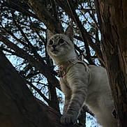 Neige a rejoint le concours — aidez-le/la à gagner de superbes lots ! cat, tree, outdoor, animal, pet, harness, branch, nature, fur, whiskers, curious, climbing, daylight, wildlife, mammal, closeup, looking, alert, forest, adventure