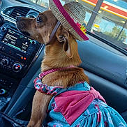 Dottie Hops joined the competition — help win amazing prizes! dog, pet, car_interior, hat, dress, flamingo_pattern, animal_clothing, seat, window, dashboard, curious, brown_fur, dog_collar, accessory, summer_style, side_view, small_dog, cute, domestic_animal, travel