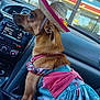 dog, pet, car_interior, hat, dress, flamingo_pattern, animal_clothing, seat, window, dashboard, curious, brown_fur, dog_collar, accessory, summer_style, side_view, small_dog, cute, domestic_animal, travel