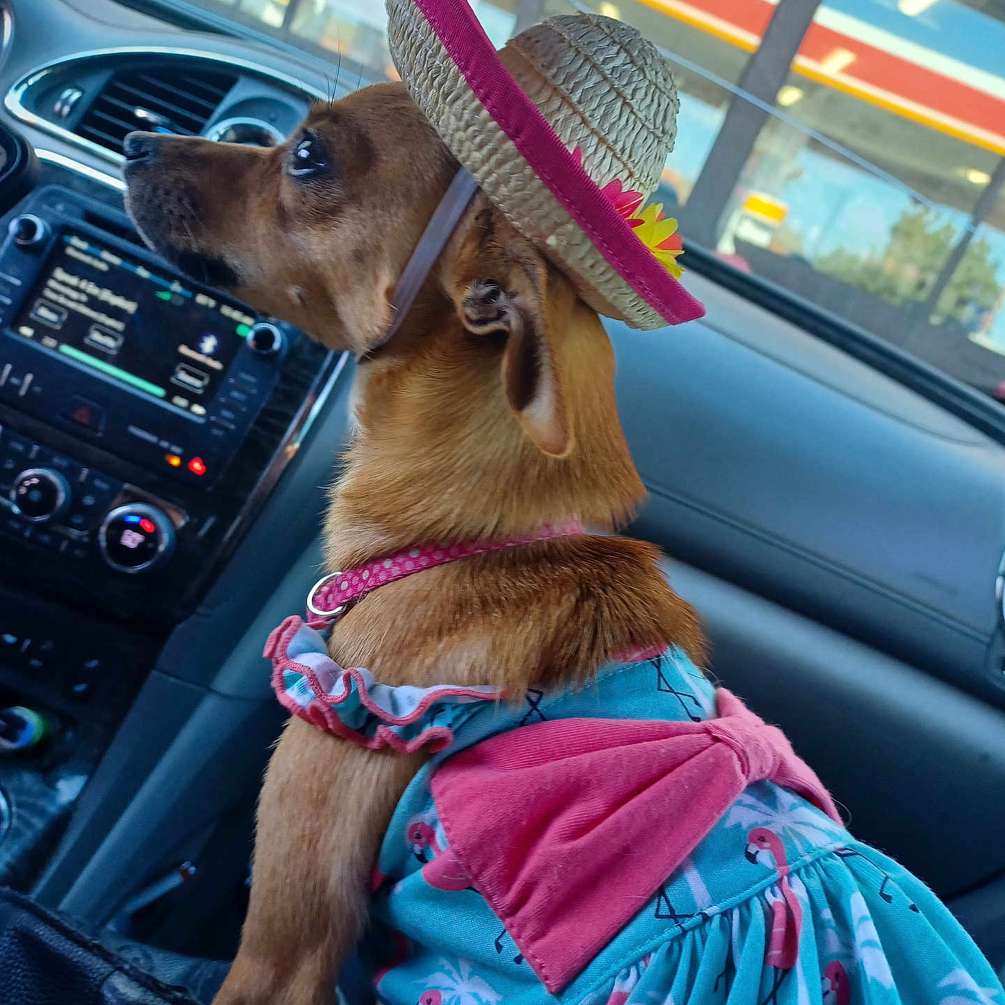 Dottie Hops joined the competition — help win amazing prizes! accessory, animal_clothing, brown_fur, car_interior, curious, cute, dashboard, dog, dog_collar, domestic_animal, dress, flamingo_pattern, hat, pet, seat, side_view, small_dog, summer_style, travel, window