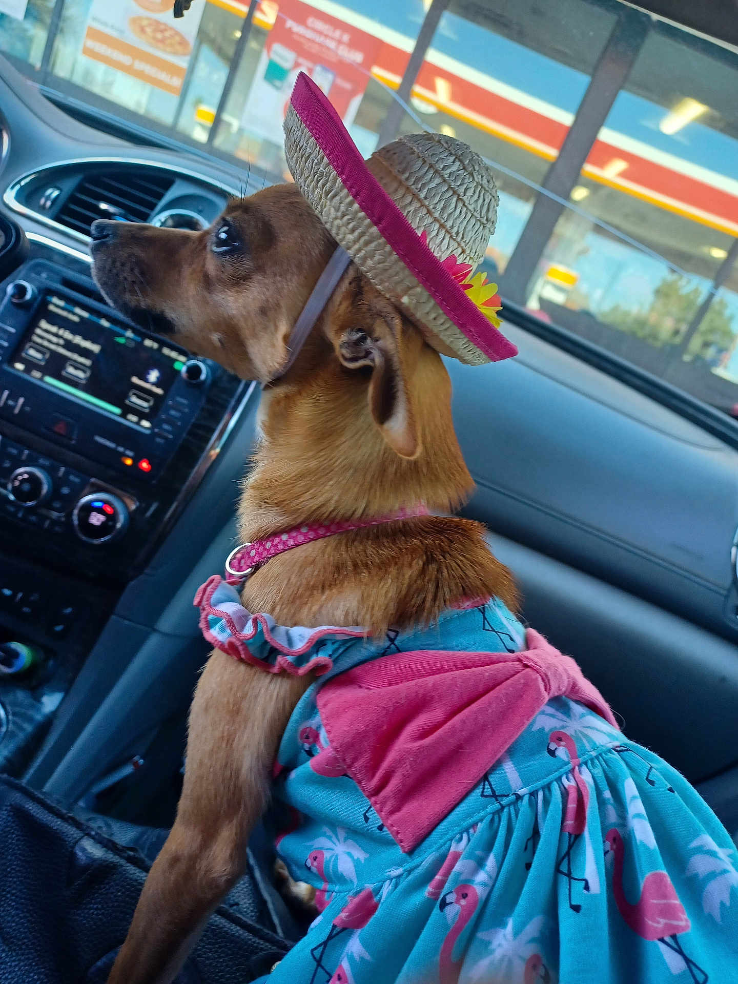 Dottie Hops joined the competition — help win amazing prizes! dog, pet, car_interior, hat, dress, flamingo_pattern, animal_clothing, seat, window, dashboard, curious, brown_fur, dog_collar, accessory, summer_style, side_view, small_dog, cute, domestic_animal, travel