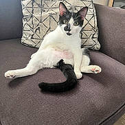 Oreo is registered to the contest to win money with this photo: cat, black_and_white, couch, indoor, pet, animal, relaxed, sitting, feline, pillow, curious, whiskers, ears, fur, tail, pink_paw_pads, home, furniture, cozy, patterned_pillow