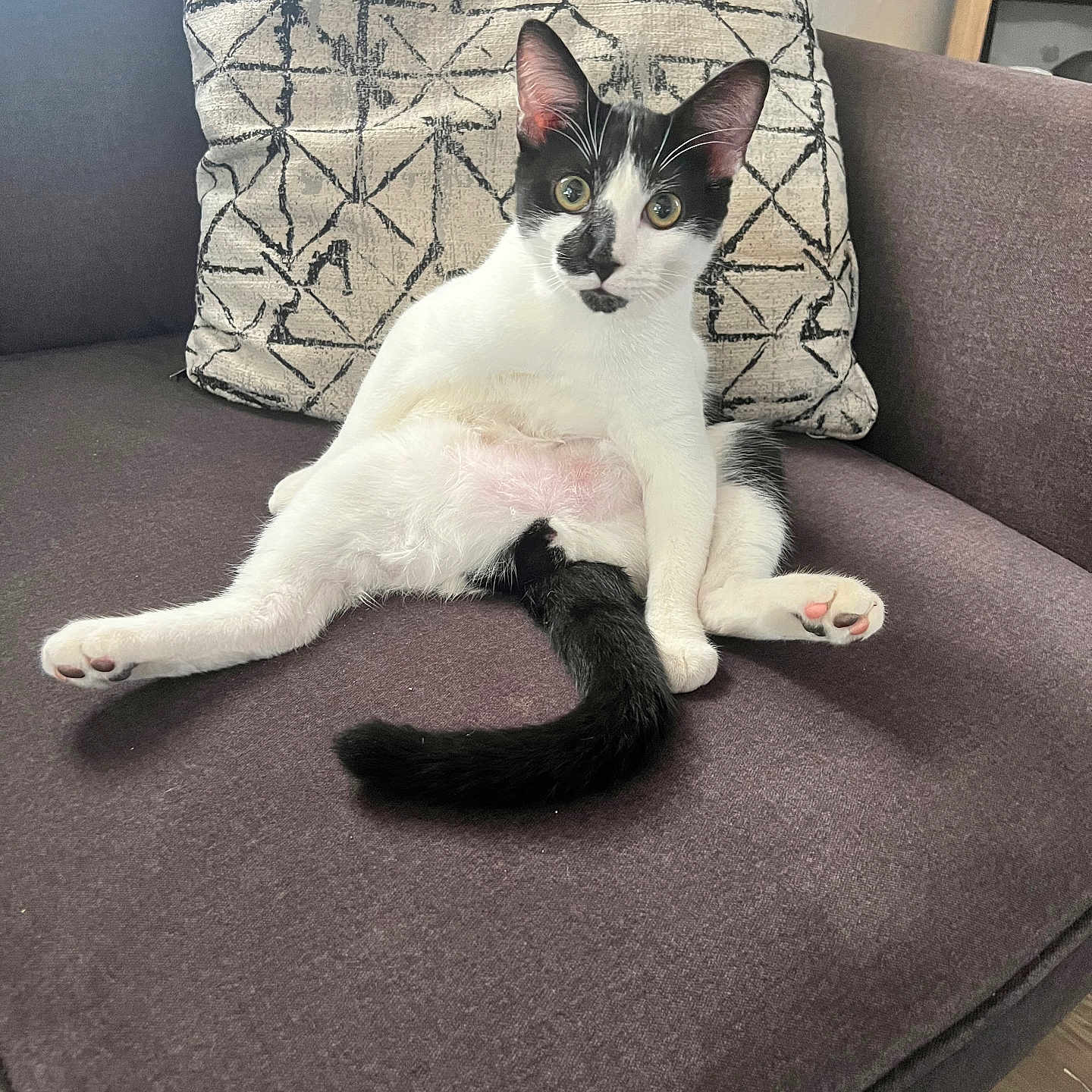 Oreo is registered to the contest to win money with this photo: animal, black_and_white, cat, couch, cozy, curious, ears, feline, fur, furniture, home, indoor, patterned_pillow, pet, pillow, pink_paw_pads, relaxed, sitting, tail, whiskers