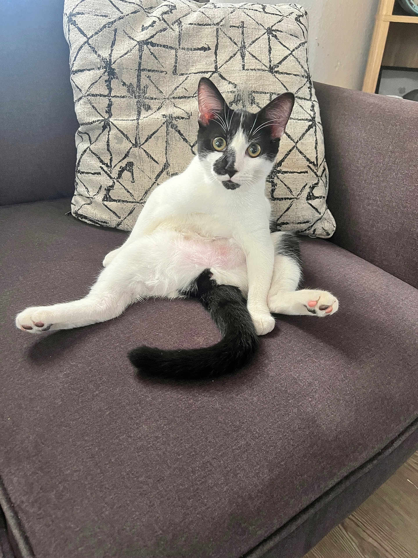 Oreo is registered to the contest to win money with this photo: cat, black_and_white, couch, indoor, pet, animal, relaxed, sitting, feline, pillow, curious, whiskers, ears, fur, tail, pink_paw_pads, home, furniture, cozy, patterned_pillow