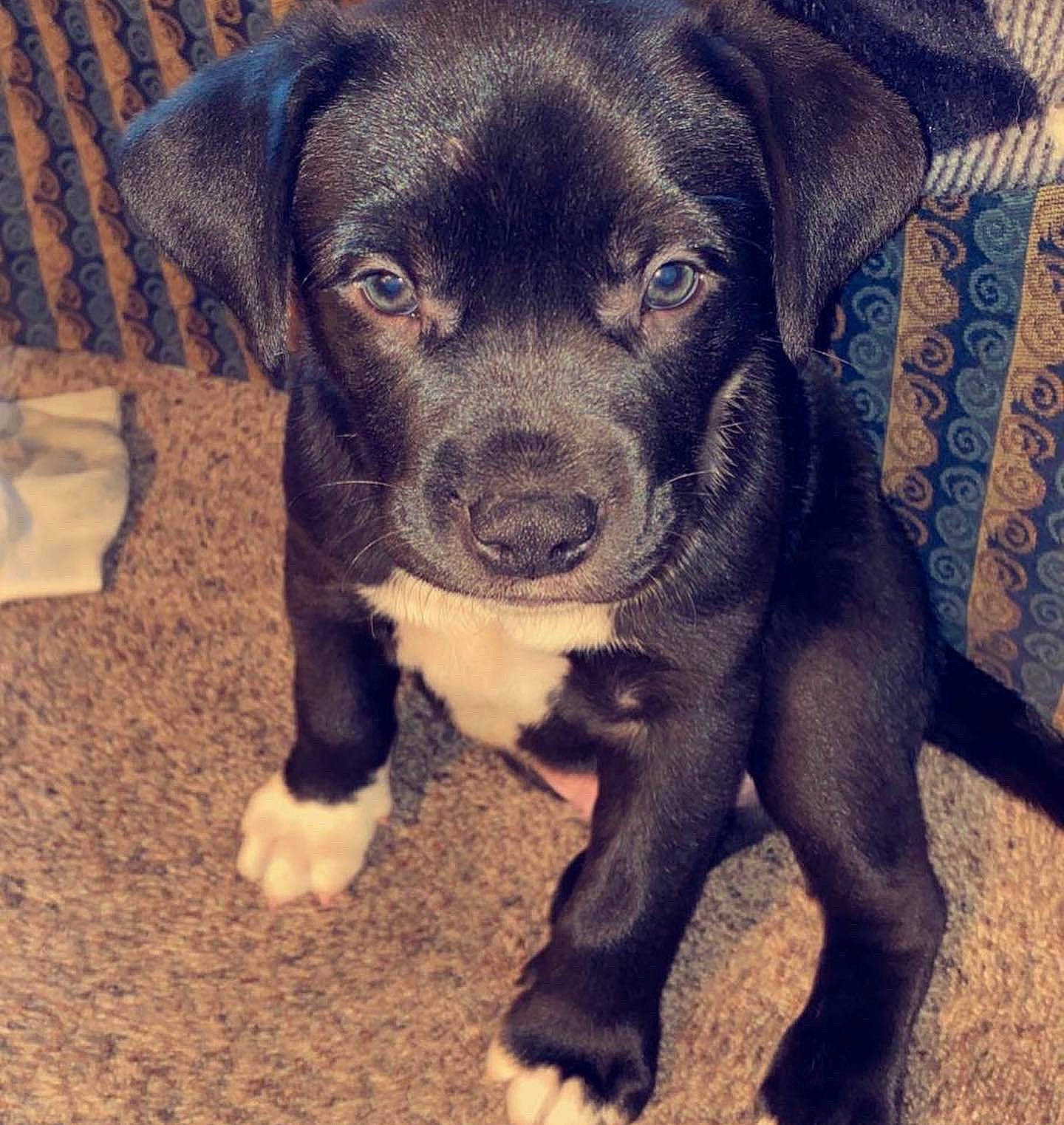 Midas is registered to the contest to win money with this photo: borador, canidae, carnivore, companion_dog, dog, dog_breed, electric_blue, fawn, fur, liver, metal, non_sporting_group, snout, sporting_group, terrestrial_animal, whiskers, working_animal