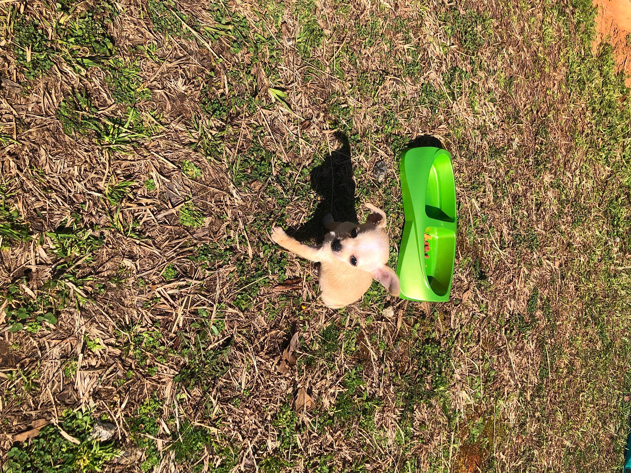 Cash is registered to the contest to win money with this photo: agriculture, canidae, fawn, field, garden, grass, grass_family, grassland, groundcover, landscape, lawn, people_in_nature, plant, rabbit, shadow, shrub, soil, stuffed_toy, toy, wood