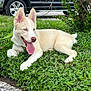 dog, puppy, husky, grass, greenery, outdoor, pet, animal, tongue_out, ears_up, blue_eyes, leash, resting, nature, summer, cute, canine, young, vehicle, shrubbery