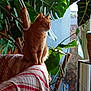 blanket, cat, chair, cozy, curiosity, domestic_cat, furniture, green, home, houseplant, indoor, leaf, natural_light, orange_tabby, pet, plant_pot, relaxation, sitting, striped, window