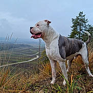Narco participe au concours pour gagner de l'argent avec cette photo : dog, outdoor, grass, hill, landscape, nature, animal, canine, white, gray, tongue_out, scenic, field, tree, sky, cloudy, standing, pet, fur, wildlife