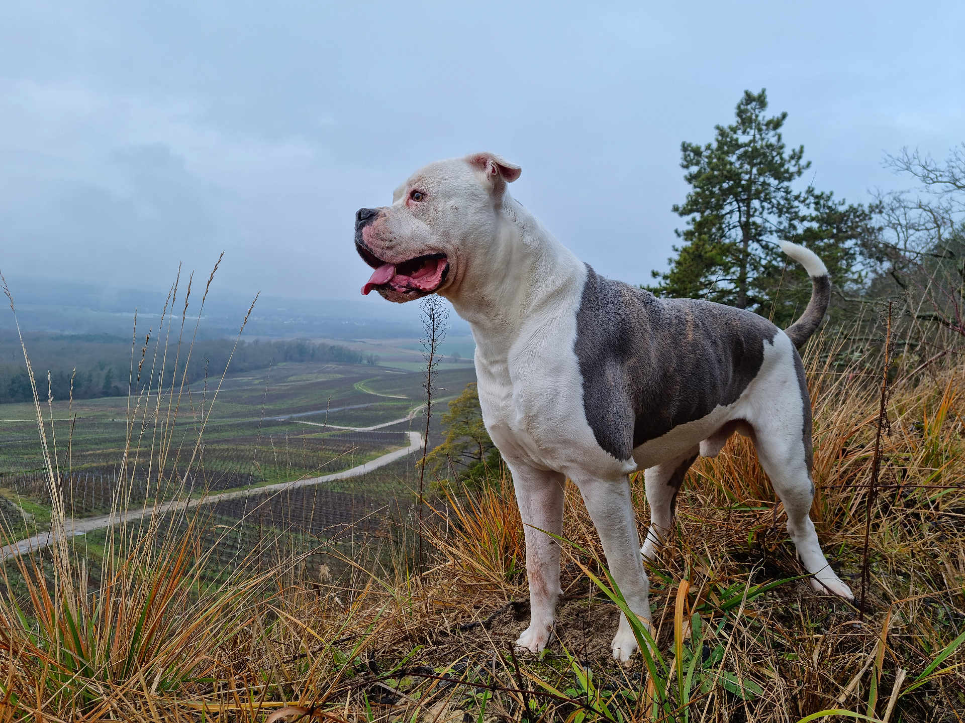 Narco participe au concours pour gagner de l'argent avec cette photo : dog, outdoor, grass, hill, landscape, nature, animal, canine, white, gray, tongue_out, scenic, field, tree, sky, cloudy, standing, pet, fur, wildlife