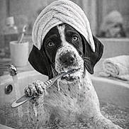 Nala a rejoint le concours — aidez-le/la à gagner de superbes lots ! dog, puppy, bathtub, toothbrush, bubbles, towel, bath, water, foam, paw, wet, black_and_white, bathroom, portrait, close_up, looking_up, playful, soap, towel_turban, muzzle