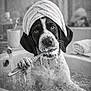 dog, puppy, bathtub, toothbrush, bubbles, towel, bath, water, foam, paw, wet, black_and_white, bathroom, portrait, close_up, looking_up, playful, soap, towel_turban, muzzle