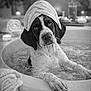 Nala participe au concours pour gagner de l'argent avec cette photo : dog, puppy, bathtub, towel, towel_wrap, spa, candle, bath, water, bubbles, black_and_white, paws, face, ears, eyes, relaxed, stones, rolled_towel, bathroom, portrait