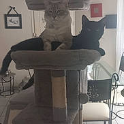 Snow a rejoint le concours — aidez-le/la à gagner de superbes lots ! cat, cats, cat_tree, feline, pet, indoor, living_room, window, chair, table, floor, furniture, relaxing, companionship, animal, domestic, black_cat, light_cat, resting, cozy