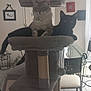 cat, cats, cat_tree, feline, pet, indoor, living_room, window, chair, table, floor, furniture, relaxing, companionship, animal, domestic, black_cat, light_cat, resting, cozy