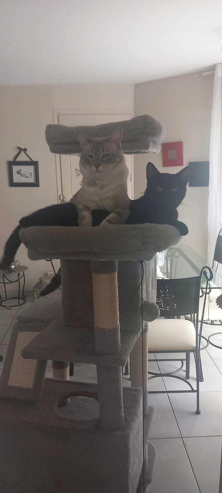 Snow a rejoint le concours — aidez-le/la à gagner de superbes lots ! cat, cats, cat_tree, feline, pet, indoor, living_room, window, chair, table, floor, furniture, relaxing, companionship, animal, domestic, black_cat, light_cat, resting, cozy