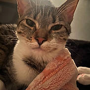 Tiger Lilich is registered to the contest to win money with this photo: animal, blanket, cat, close_up, comfort, cozy, ears, face, feline, fur, indoor, nose, pet, pink, relaxed, resting, sleepy, soft_texture, tabby, whiskers