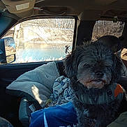 Deuce joined the competition — help win amazing prizes! animal, blanket, car_interior, comfort, cozy, daylight, dog, furry, indoor, jacket, nature_view, pet, relaxing, river, scenic, seat, trees, vehicle, window, winter