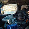 dog, blanket, car_interior, window, river, trees, seat, jacket, pet, cozy, daylight, nature_view, animal, furry, comfort, indoor, vehicle, scenic, winter, relaxing