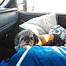 Deuce joined the competition — help win amazing prizes! animal, blanket, car_interior, comfort, cozy, dog, fur, indoor, jacket, looking, pet, resting, seat, small_dog, soft_texture, sunlight, travel, vehicle, warm, window
