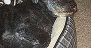Deuce joined the competition — help win amazing prizes! animal, black_dog, blanket, carpet, comfort, companion, cozy, cute, dog, domestic, fur, gray_dog, indoor, laying_down, paw_print, pet_bed, relaxed, resting, side_view, small_dog