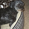 dog, pet_bed, blanket, paw_print, carpet, indoor, small_dog, black_dog, gray_dog, cozy, resting, animal, fur, cute, relaxed, companion, domestic, side_view, laying_down, comfort