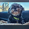 Deuce joined the competition — help win amazing prizes! animal, black, blanket, brown, canine, car_interior, collar, curious, cute, daylight, dog, fur, indoor, pet, portrait, road_trip, side_mirror, sitting, soft_texture, window